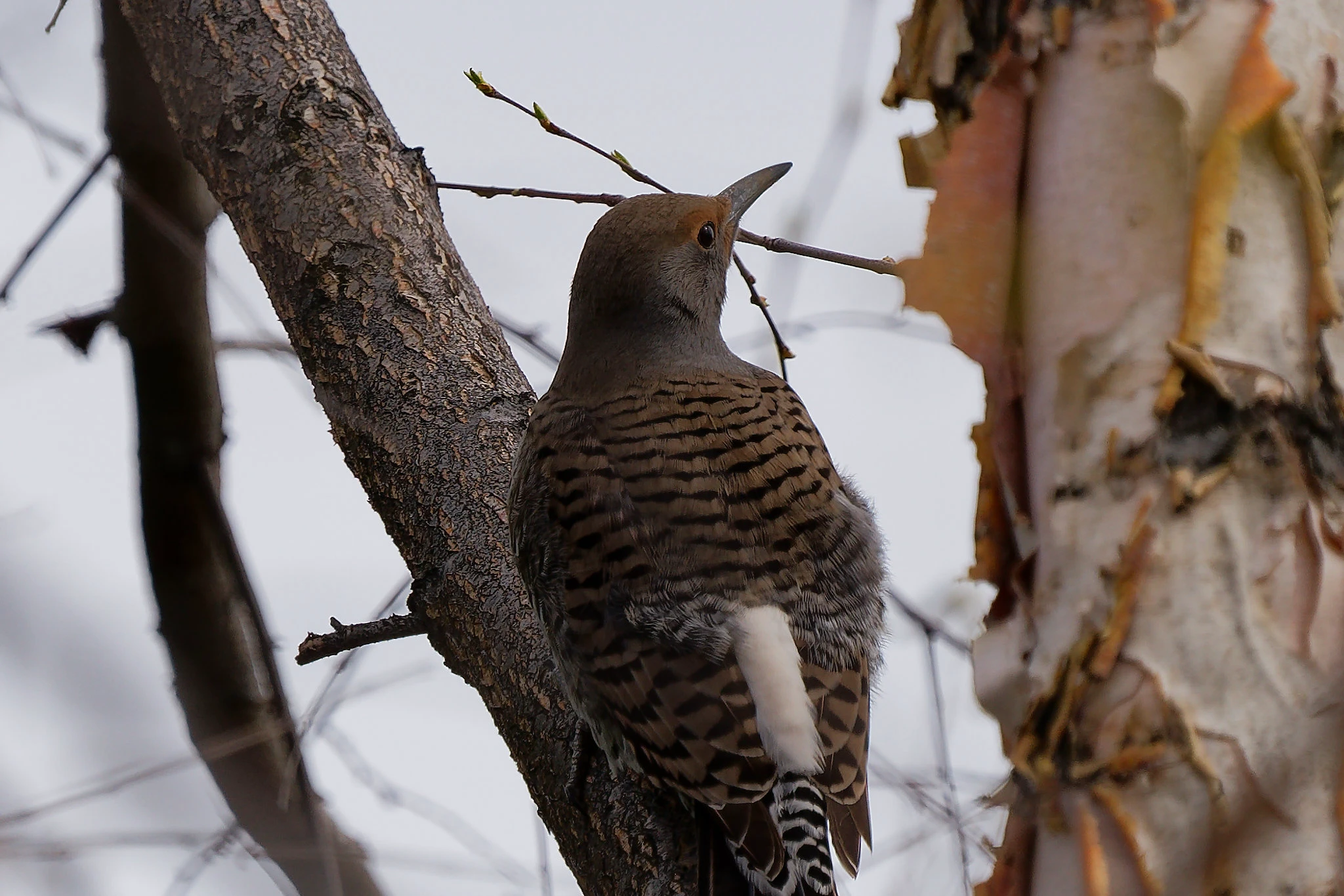 Featured photography by Joshua Powers - Image 7